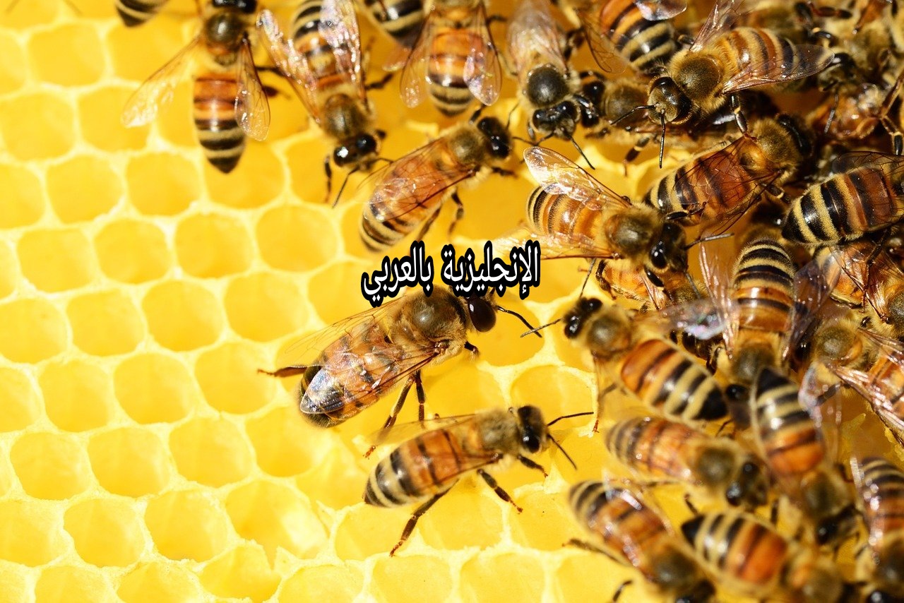 مقال حول النحل بالإنجليزي والعربي