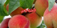 مقال عن شجرة الخوخ بالإنجليزي