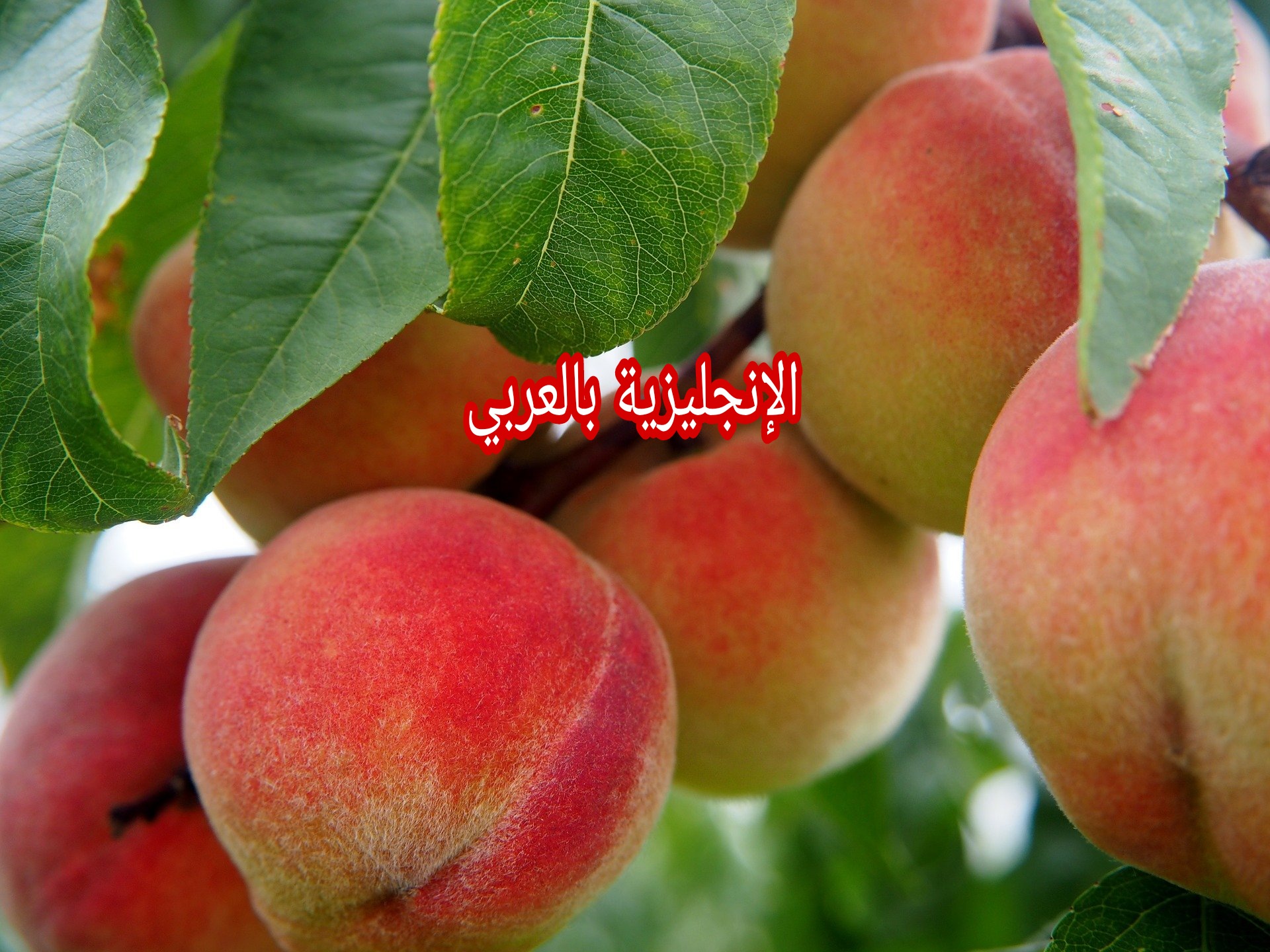 مقال عن شجرة الخوخ بالإنجليزي