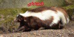 تعبير أو برجراف عن الظربان بالإنجليزي والعربي