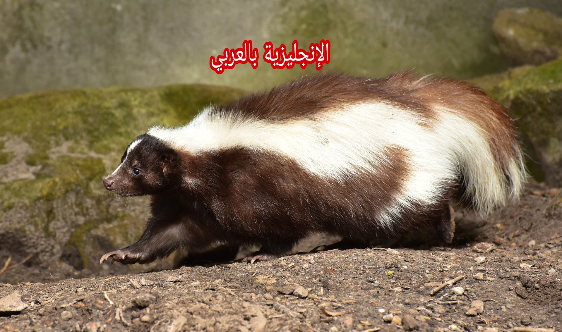 موضوع عن الضربان بالإنجليزي والعربي