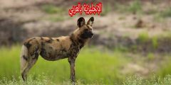 تعبير أو برجراف عن الضبع بالإنجليزي والعربي