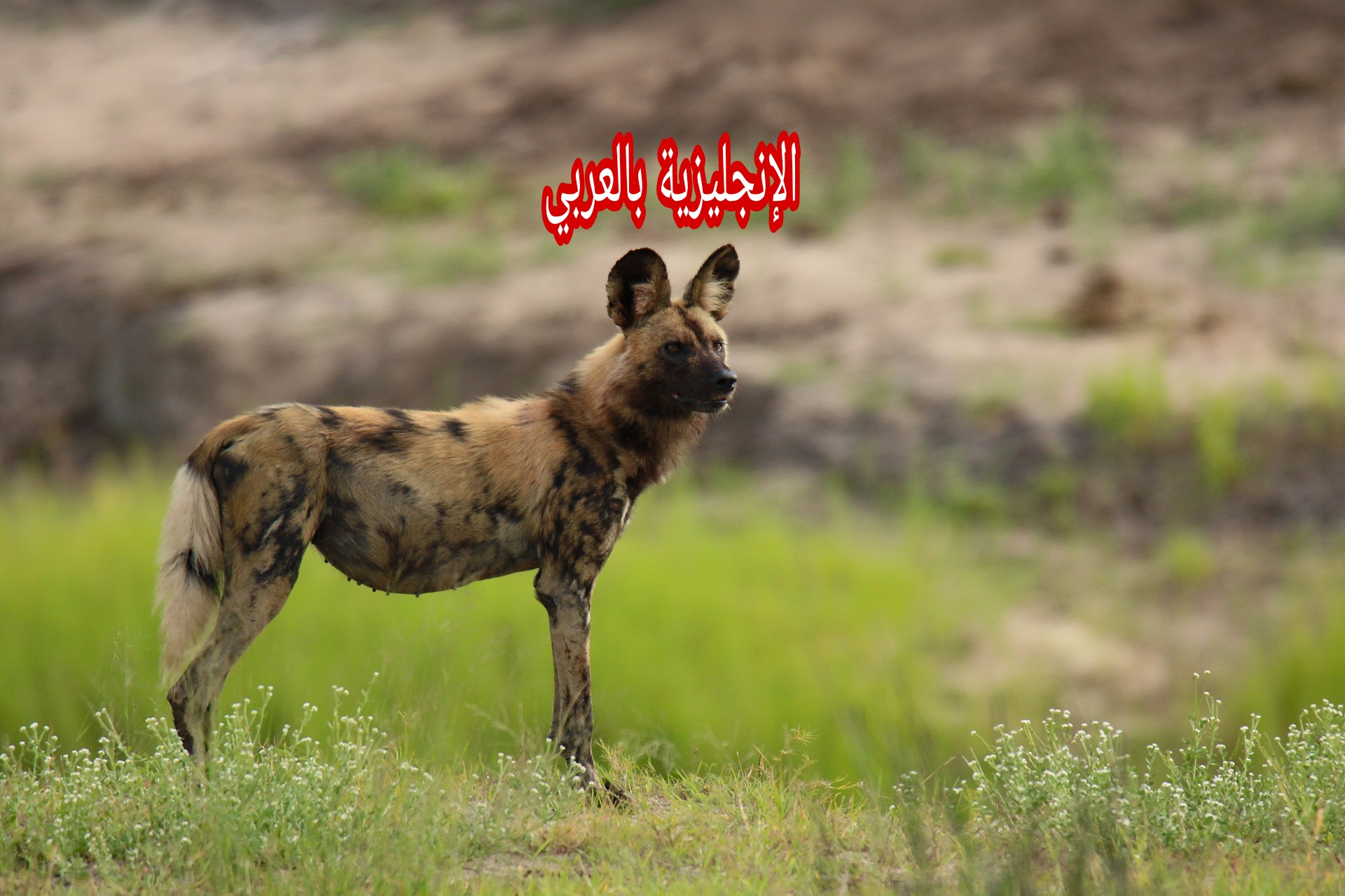 مقال حول الضباع بالإنجليزي