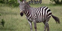 تعبير أو برجراف عن الحمار الوحشي بالإنجليزي والعربي