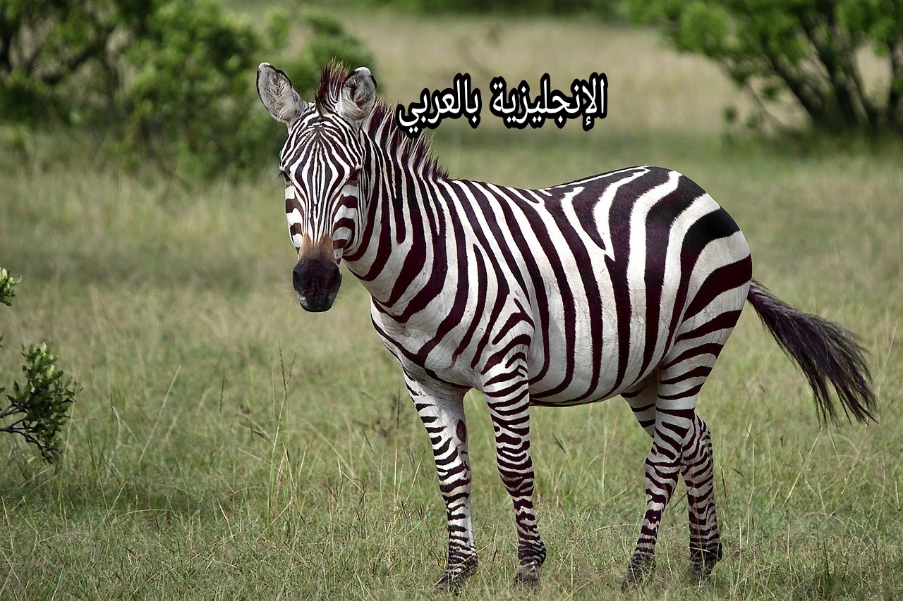موضوع عن حمار الزرد بالإنجليزي