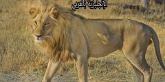 تعبير أو برجراف عن الأسد بالإنجليزي والعربي