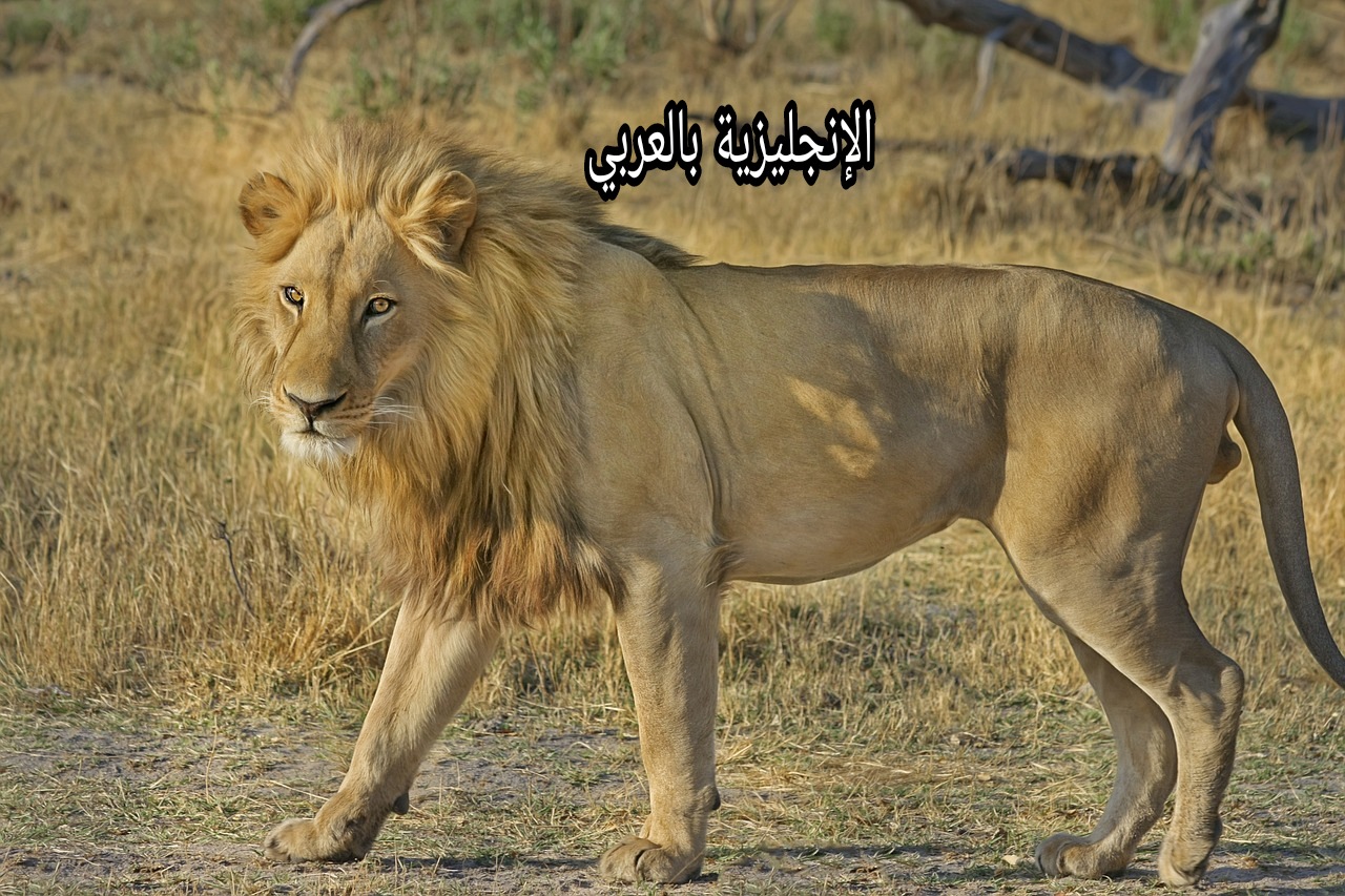 موضوع حول الأسد بالإنجليزي