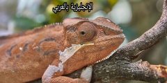 تعبير أو برجراف عن الحرباء بالإنجليزي والعربي