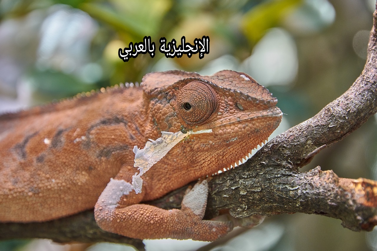 مقال عن الحرباء في الإنجليزية