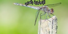 تعبير أو برجراف عن البعوض بالإنجليزي والعربي
