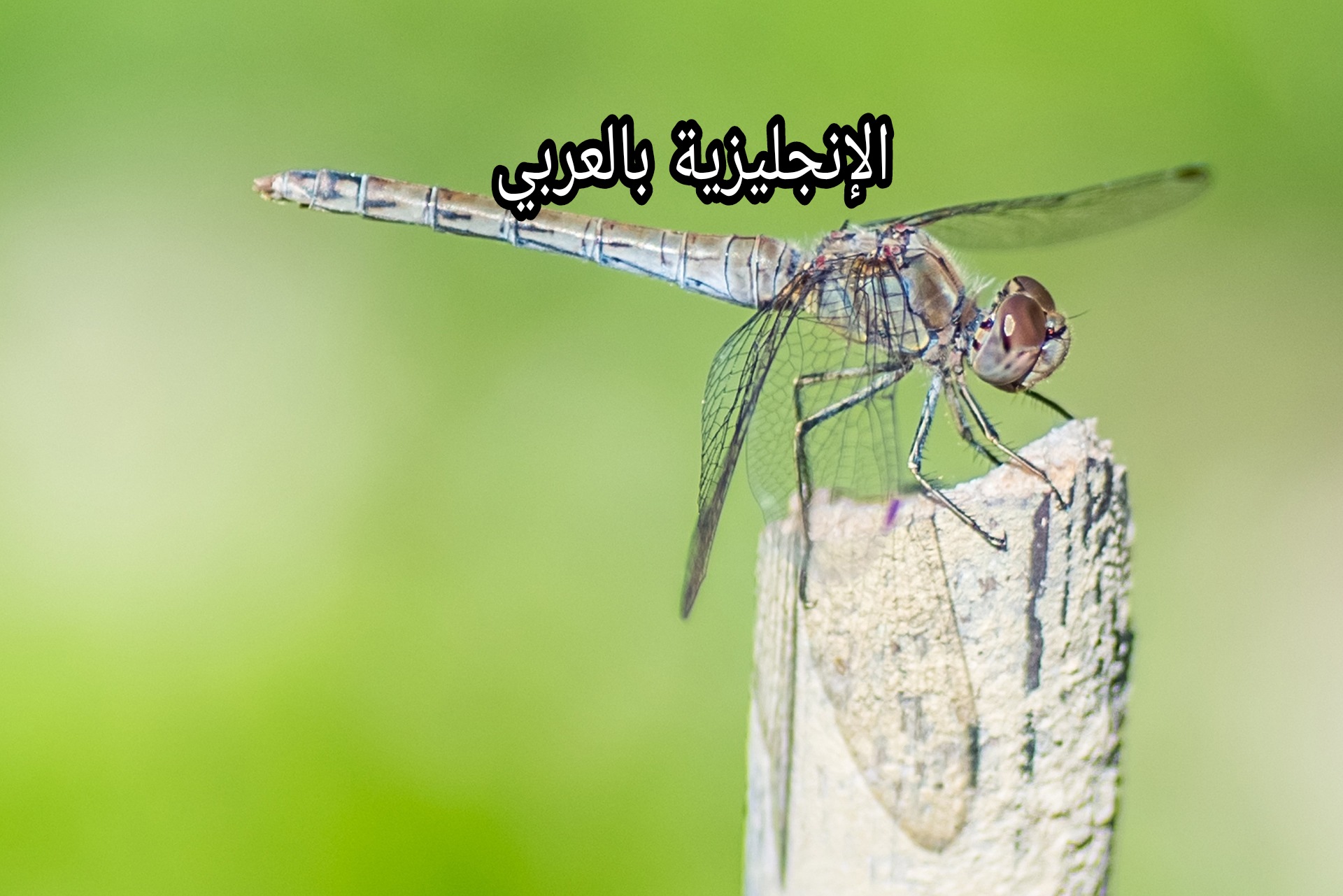 مقال عن البعوض بالإنجليزي والعربي