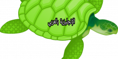 تعبير أو برجراف عن السلحفاة بالإنجليزي والعربي