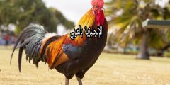 تعبير أو برجراف عن الديك بالإنجليزي والعربي