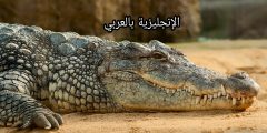 تعبير أو برجراف عن التمساح بالإنجليزي والعربي