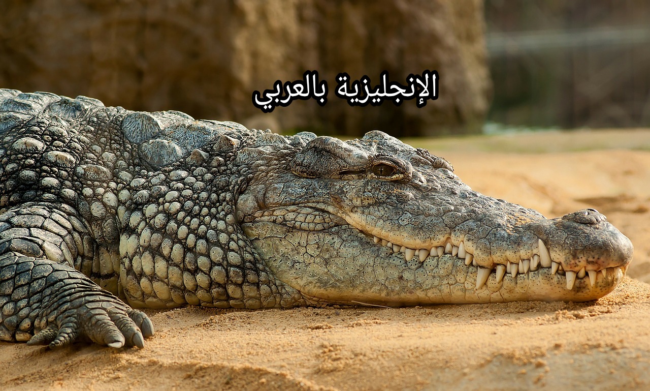 مقال حول التمساح بالإنجليزي والعربي