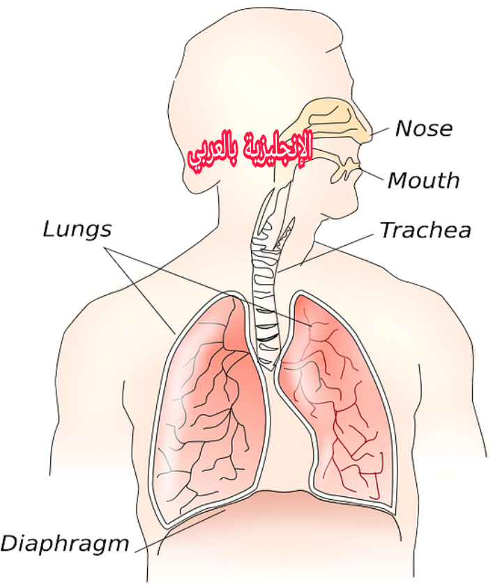 مفردات جهاز المناعة بالإنجليزي والعربي
