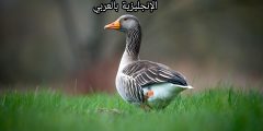 تعبير أو برجراف عن البط بالإنجليزي والعربي
