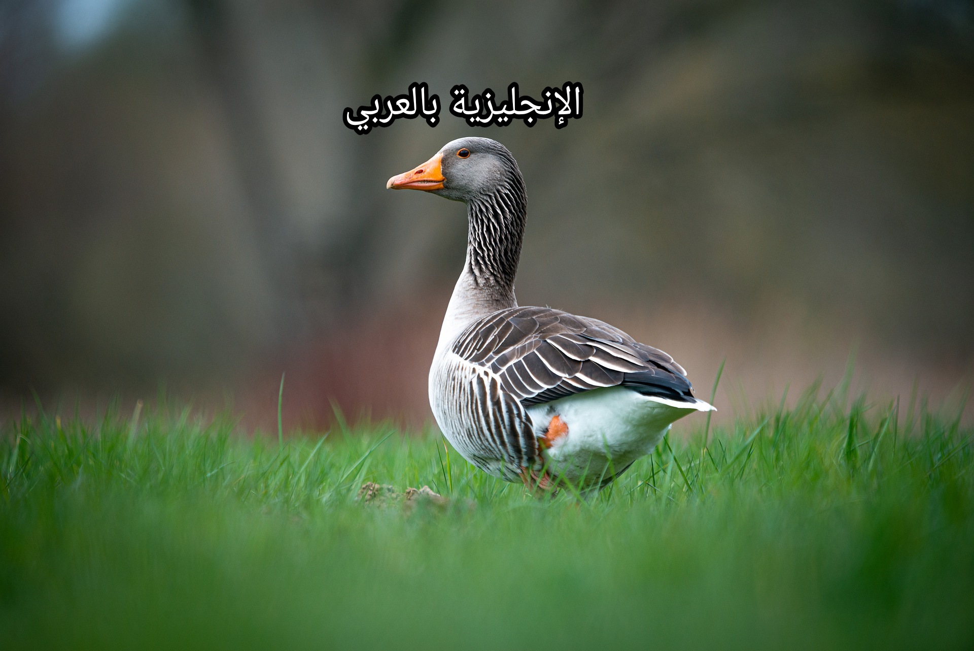 موضوع عن البطة بالإنجليزي