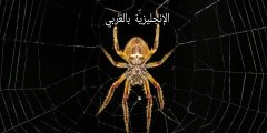 تعبير أو برجراف عن العنكبوت بالإنجليزي والعربي