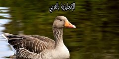 موضوع عن الإوز بالإنجليزي والعربي