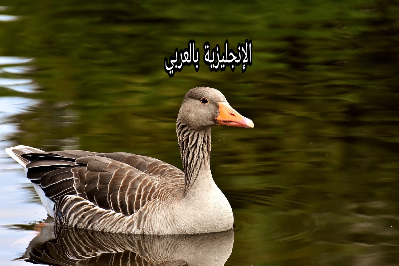 موضوع عن الإوز بالإنجليزي والعربي