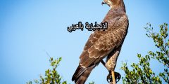 مقال عن الصقر بالإنجليزي والعربي