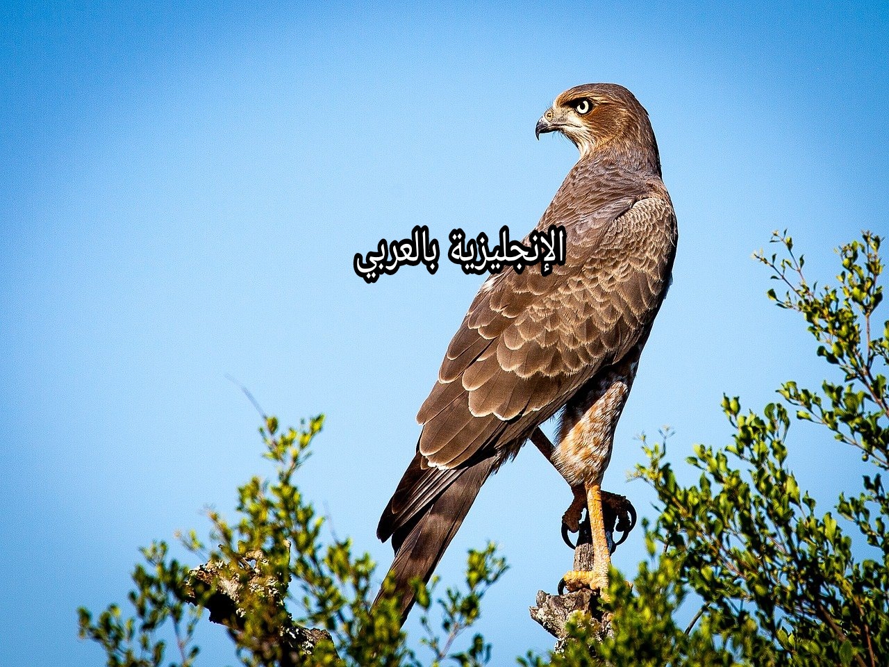 مقال عن الصقر بالإنجليزي والعربي