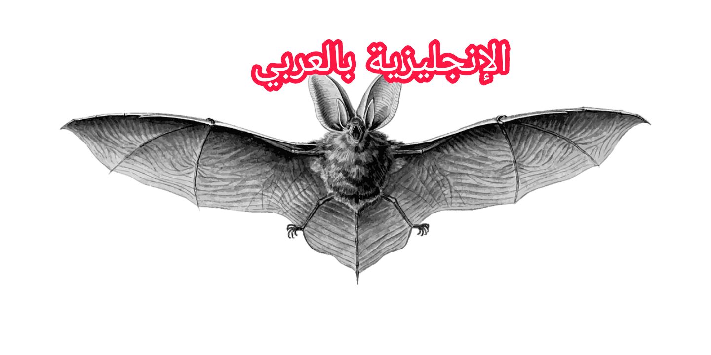موضوع عن الخفاش بالإنجليزي