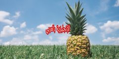 فقرة عن الأناناس بالإنجليزي