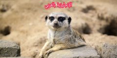 تعبير أو برجراف عن النمس بالإنجليزي والعربي