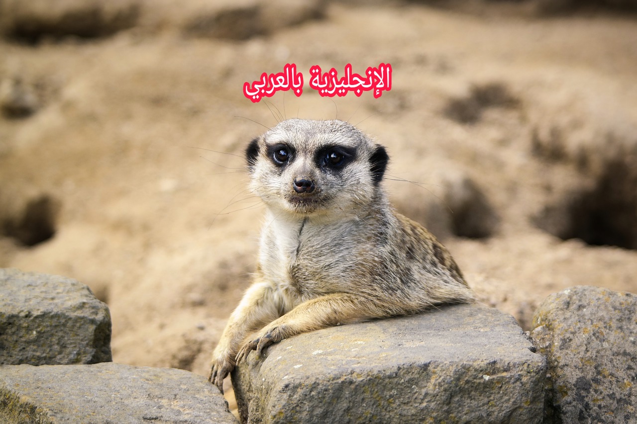 موضوع عن النمس بالإنجليزي