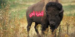 تعبير أو برجراف عن الجاموس بالإنجليزي والعربي