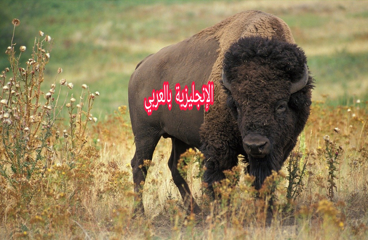 بحث عن الجاموس بالإنجليزي والعربي