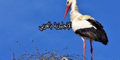 تعبير أو برجراف عن اللقلق بالإنجليزي والعربي