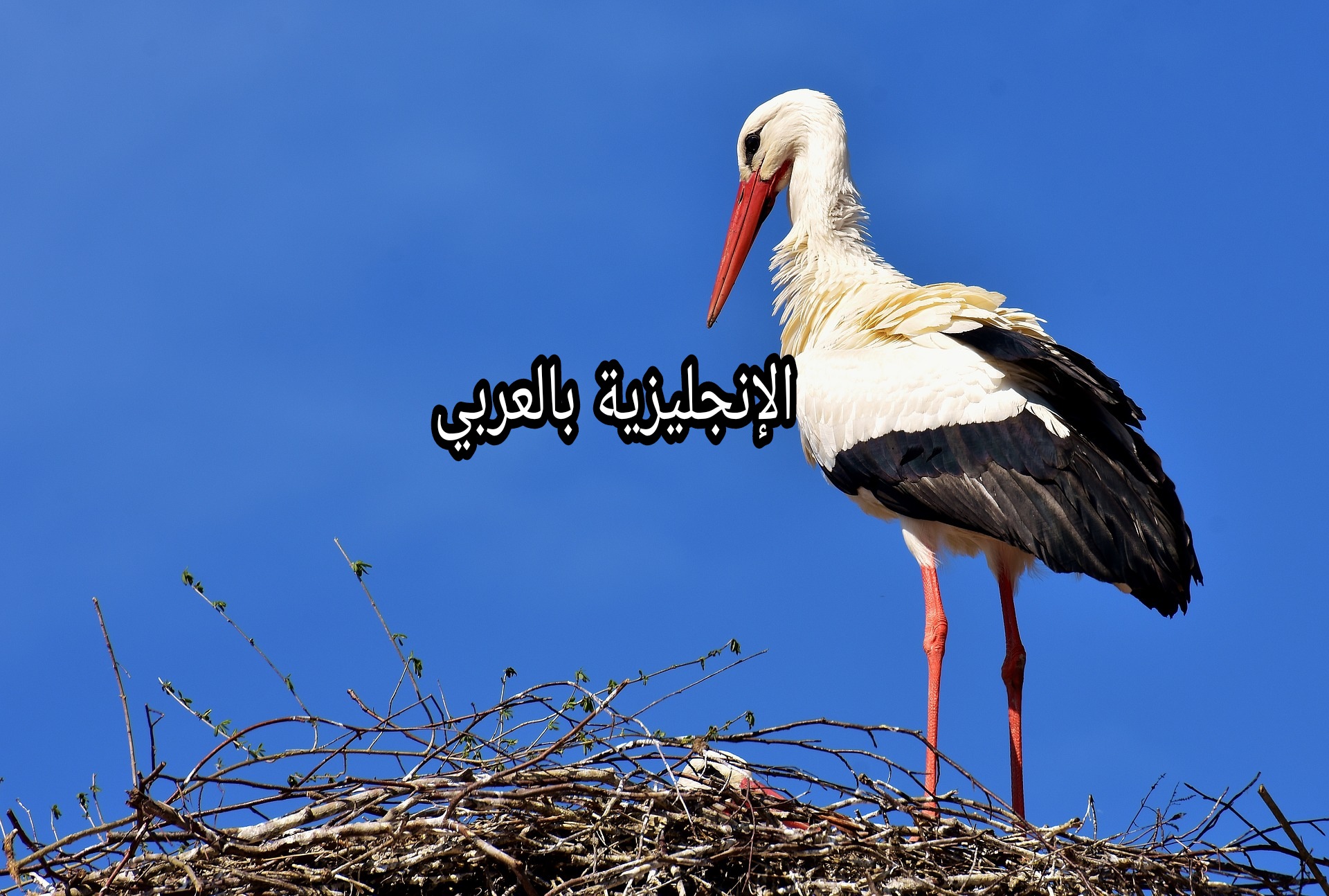 موضوع عن اللقلق بالإنجليزي