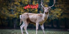 تعبير أو برجراف عن الأيل بالإنجليزي والعربي