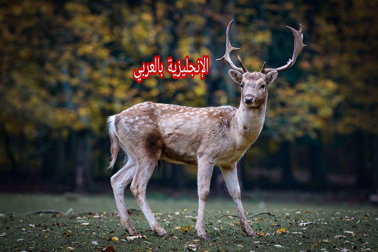 موضوع عن الأيل والرنة بالإنجليزي