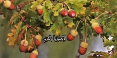 تعبير أو برجراف عن شجرة البلوط بالإنجليزي والعربي