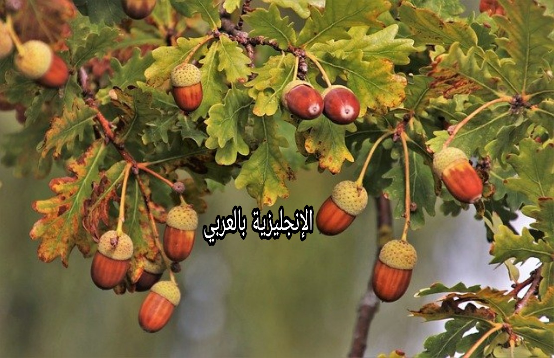 موضوع عن شجرة السنديان بالإنجليزي