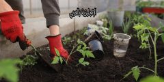 فقرة عن البستاني بالإنجليزي