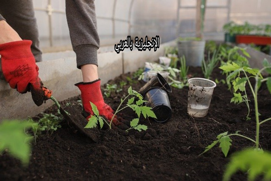 فقرة عن البستاني بالإنجليزي