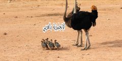 موضوع عن طائر النعامة بالإنجليزي