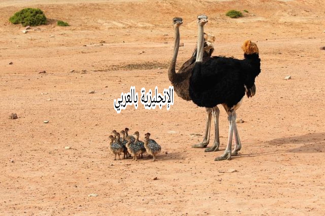 موضوع عن طائر النعامة بالإنجليزي