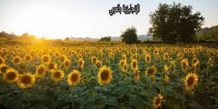 تعبير أو برجراف عن زهرة عباد الشمس بالإنجليزي والعربي