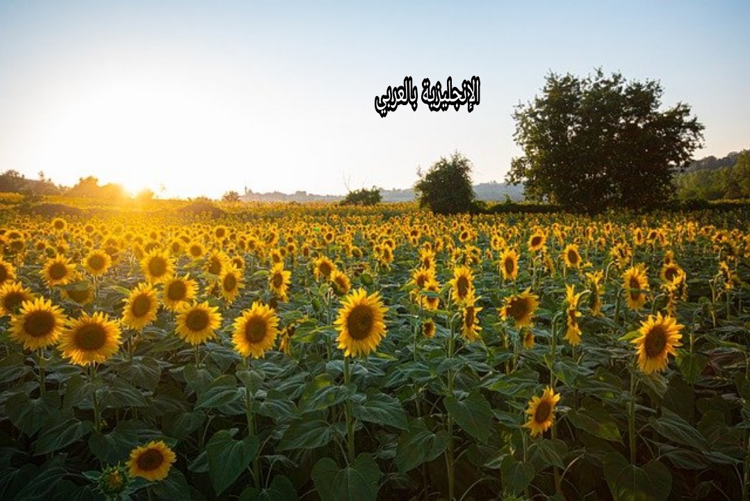 موضوع عن زيت عباد الشمس بالإنجليزي