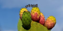 تعبير أو برجراف عن التين الشوكي بالإنجليزي والعربي