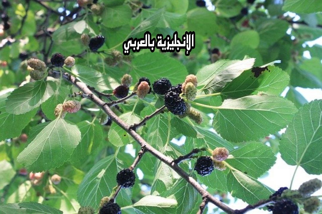 موضوع عن شجرة التوت في الإنجليزية
