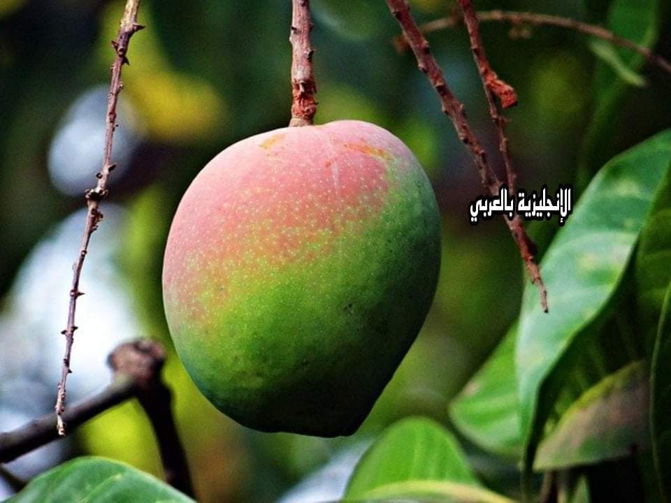 موضوع عن شجرة المانغو بالإنجليزي