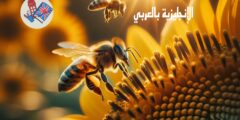 تعبير أو برجراف عن النحل والعسل بالإنجليزي والعربي