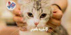 تعبير أو برجراف عن تربية الحيوانات بالإنجليزي والعربي